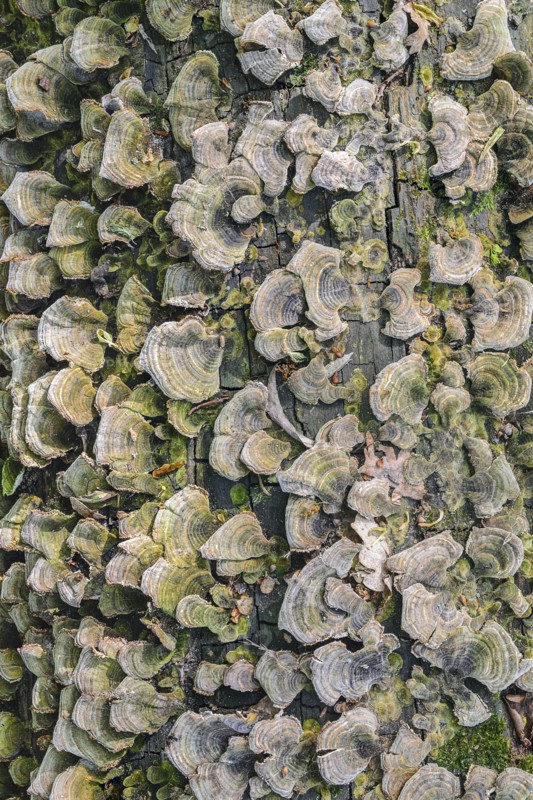 Ukraine, Dnepropetrovsk region, Novomoskovsk district, Trunk overgrown by Hoof fungus (Fomes fomentarius)