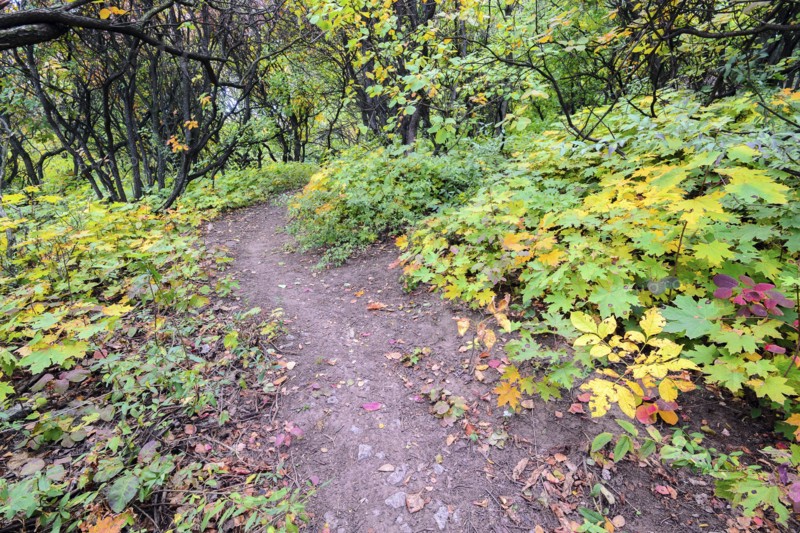 Autumn forest