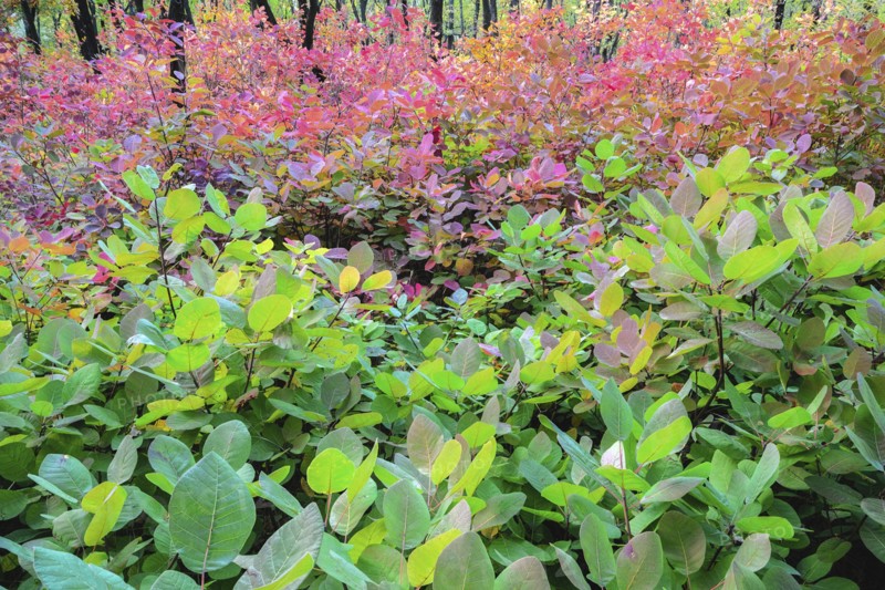 Autumn forest