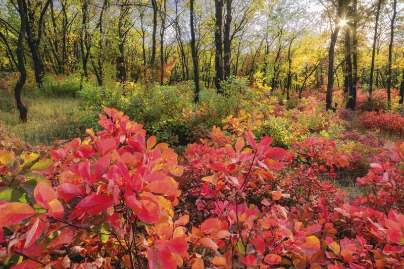 Ukraine, Dnepropetrovsk region, Novomoskovsk district, Autumn forest