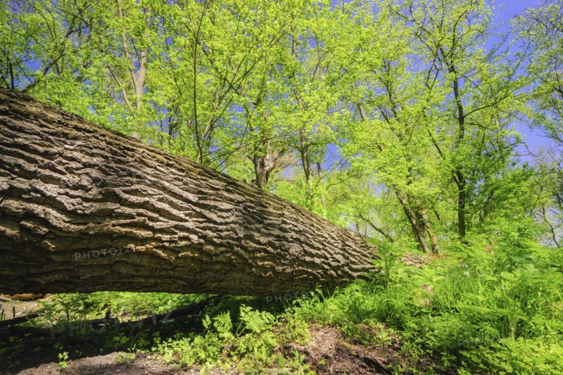 Fallen tree