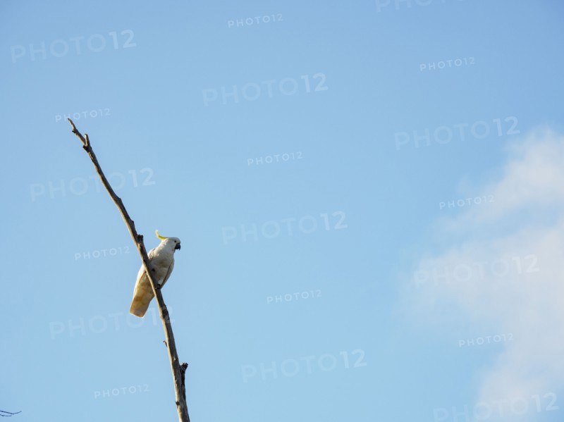 Cockatoo on branch