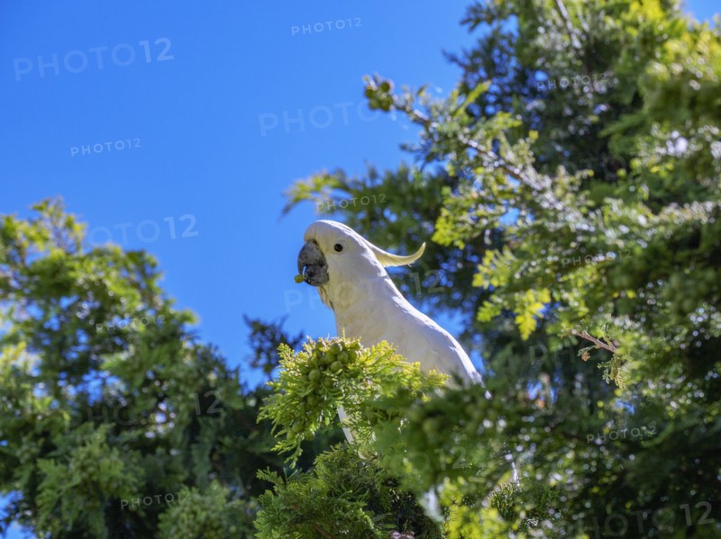 Cockatoo in tree