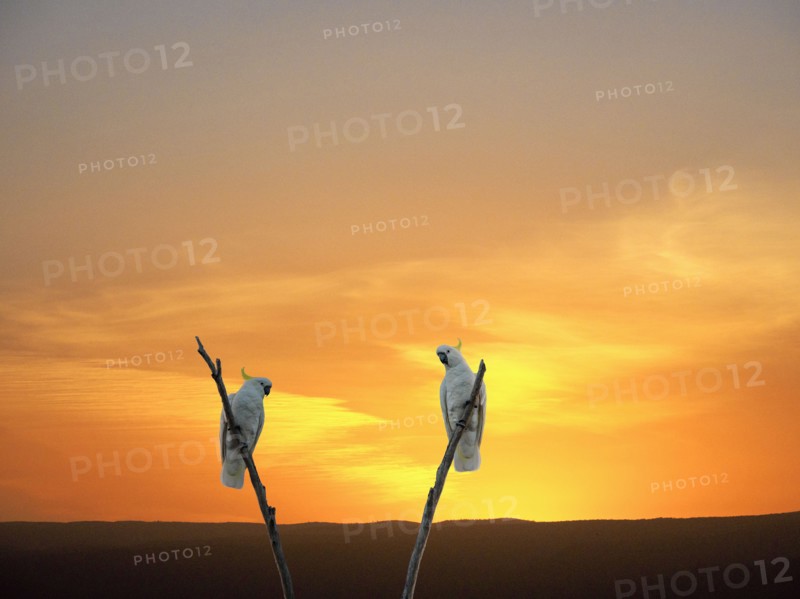 Cockatoos on branches at sunset