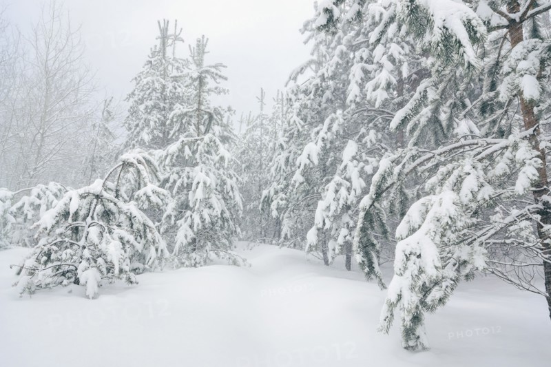 Trees in snow