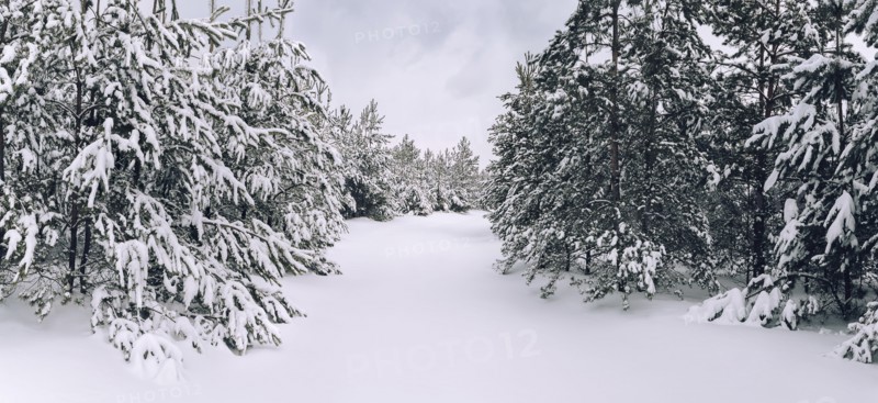 Trees in snow