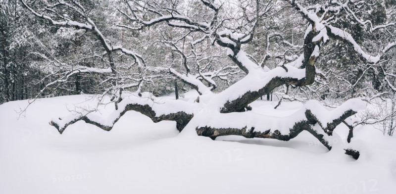 Bare trees in snow