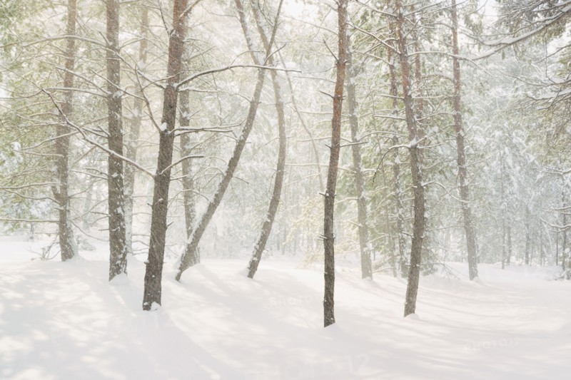 Bare trees in snow