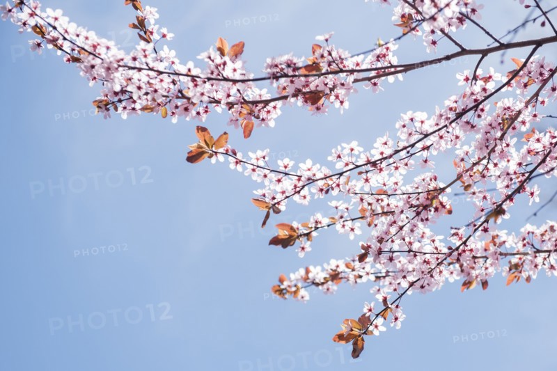 Cherry blossoms