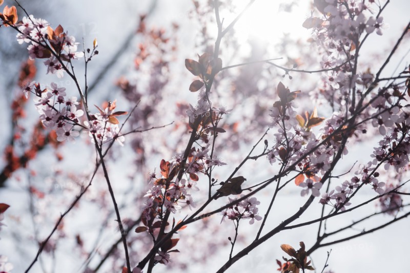 Cherry blossoms