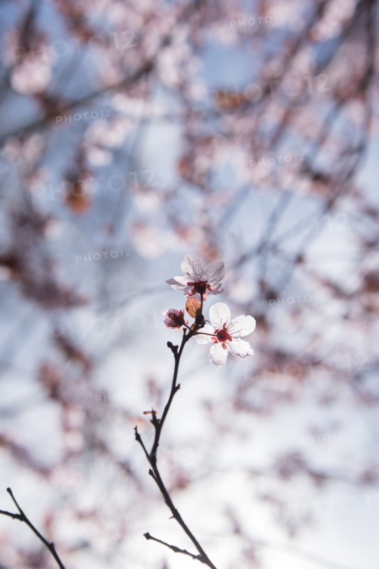 Cherry blossoms
