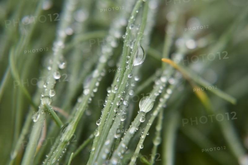 Water droplets on leaves