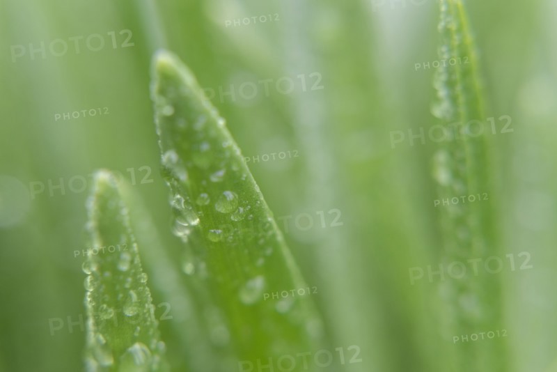 Water droplets on leaves