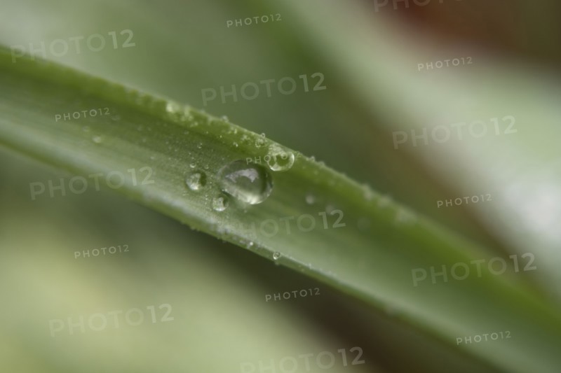 Water droplets on leaf