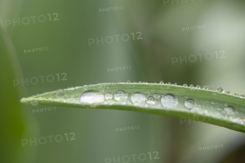 Water droplets on leaf