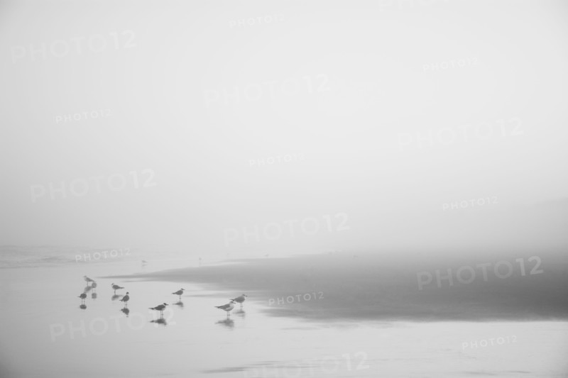 Seagulls on misty Kure Beach in North Carolina, USA