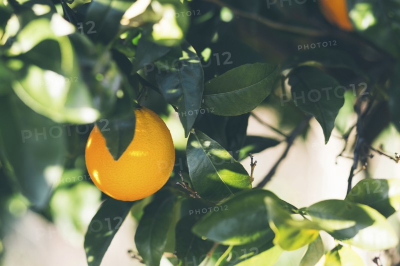 Orange tree