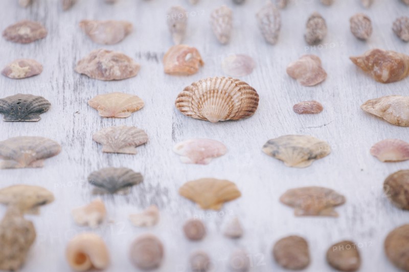 Variety of seashells on white surface