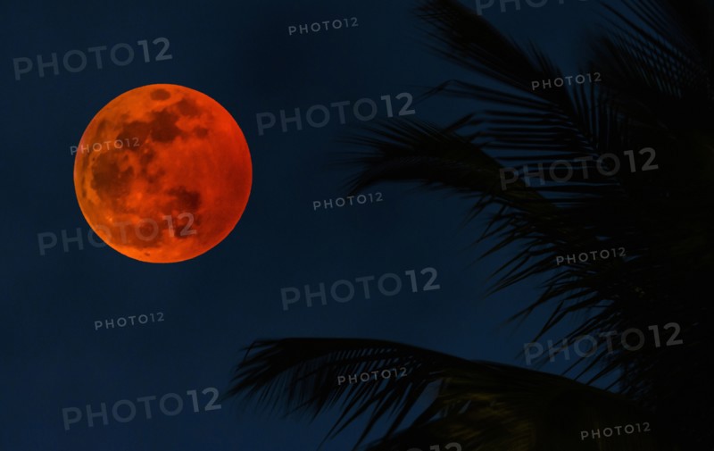 Lunar eclipse by palm tree fronds