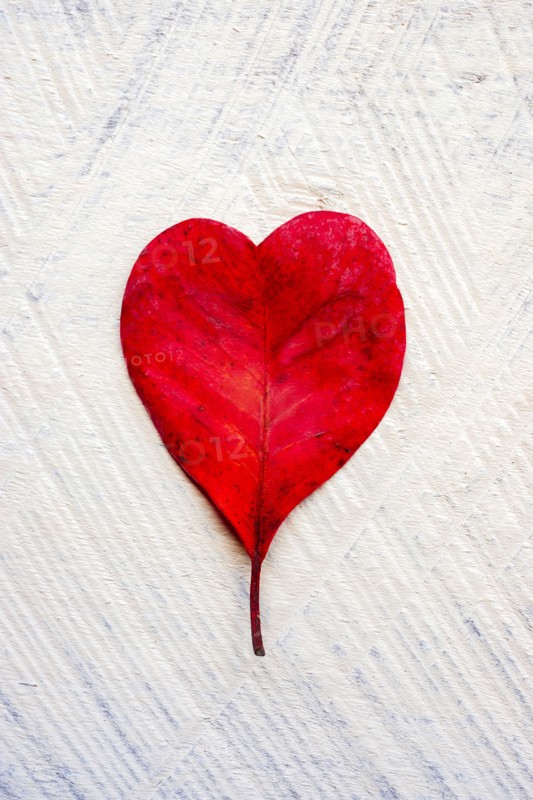 Red heart shaped leaf