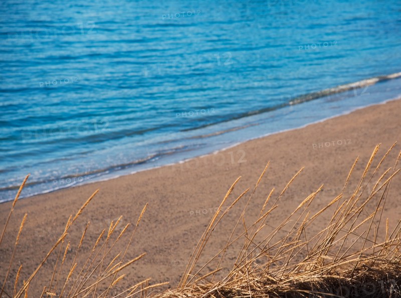 Seed heads by beach in Tromso, Norway