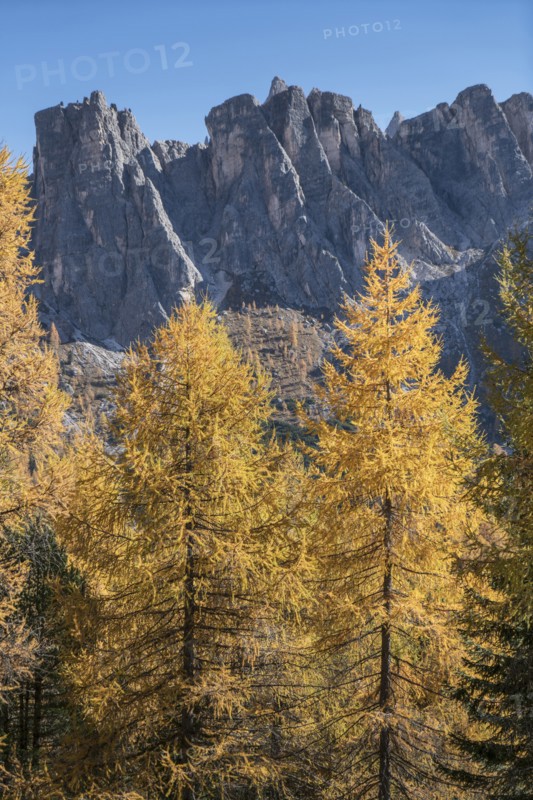 Pine trees in the Dolomites, South Tyrol, Italy