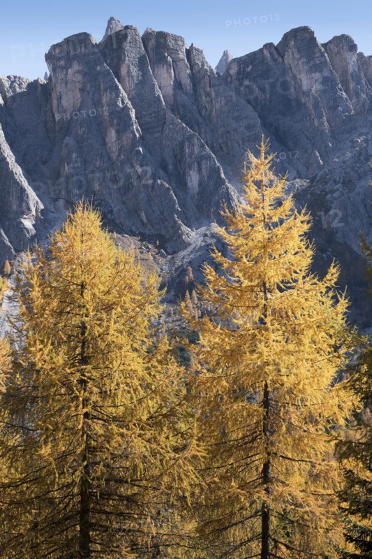 Pine trees in the Dolomites, South Tyrol, Italy