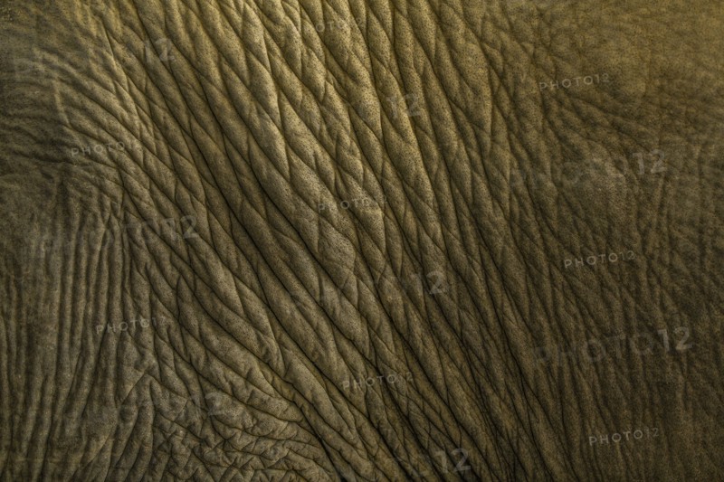 Close of Indian elephant's skin