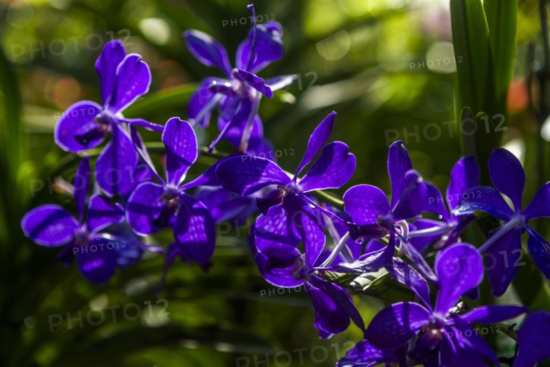 Purple flowers