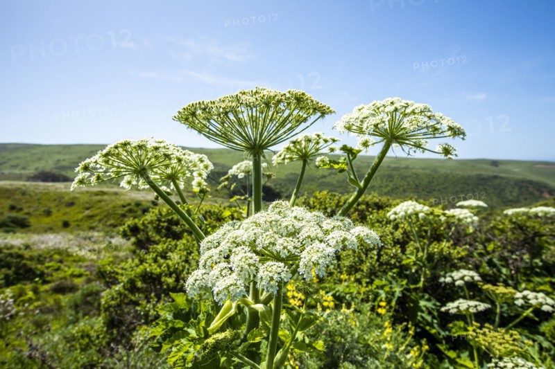 Cow parsnip in field in San Francisco, California, USA