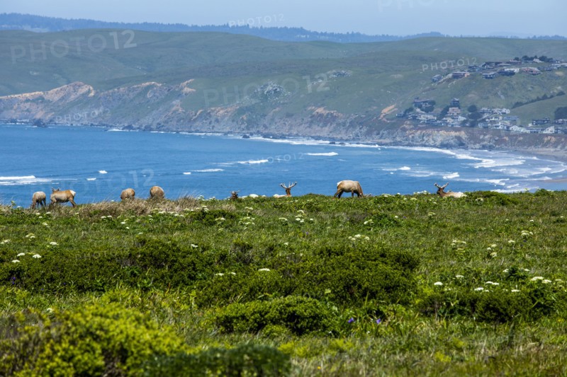 Elk grazing by sea in San Francisco, California, USA
