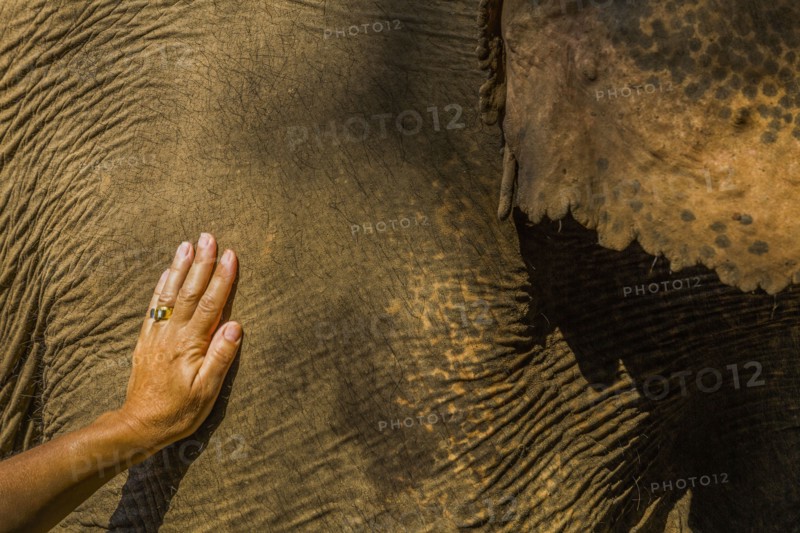 Woman's hand on Indian elephant