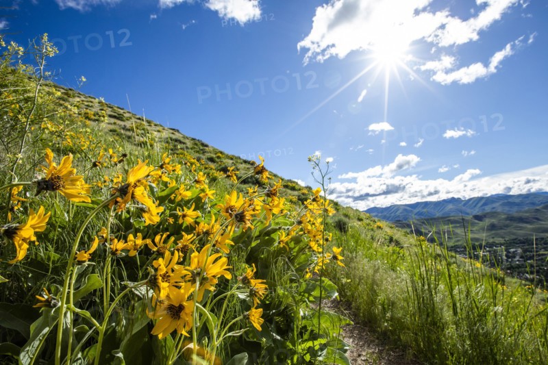 Yellow flowers in Sun Valley, Idaho, USA