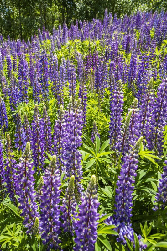 Purple lupine field in Sun Valley, Idaho, USA