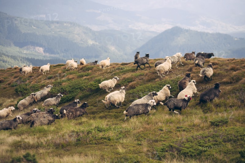 Flock of sheep in the Carpathian Mountain Range