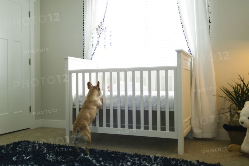 Dog standing on hind legs by cot