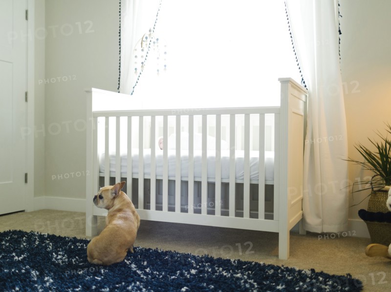 Dog sitting by cot