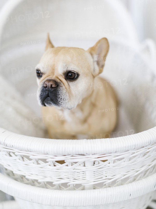 Dog in white basket