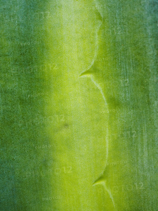 Close-up of green leaf with thorns