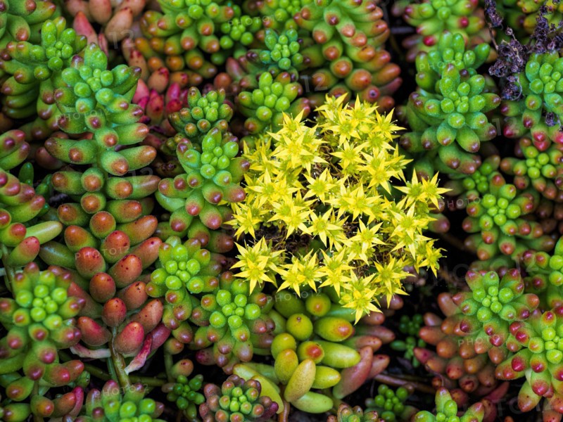 Succulent plants with yellow flowers