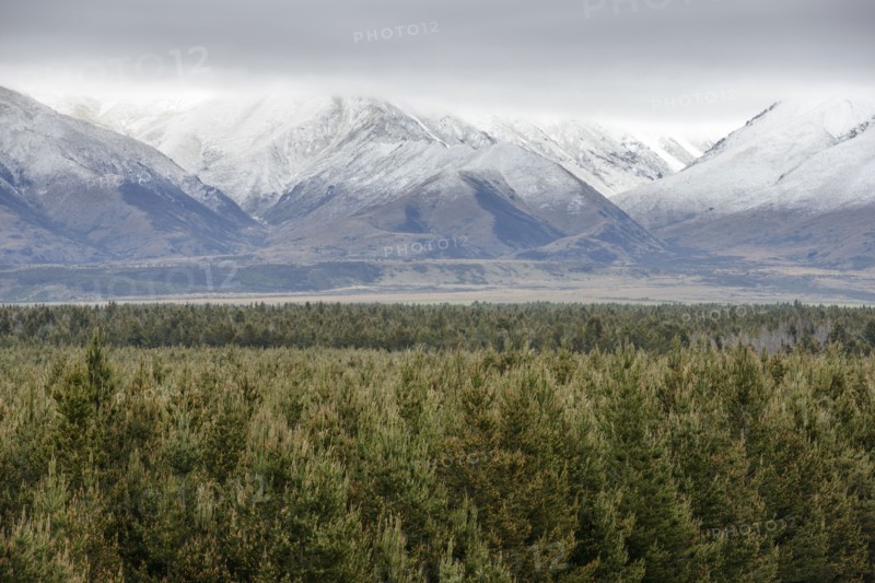 Forest by Ben Ohau mountain range in Dobson Valley, New Zealand