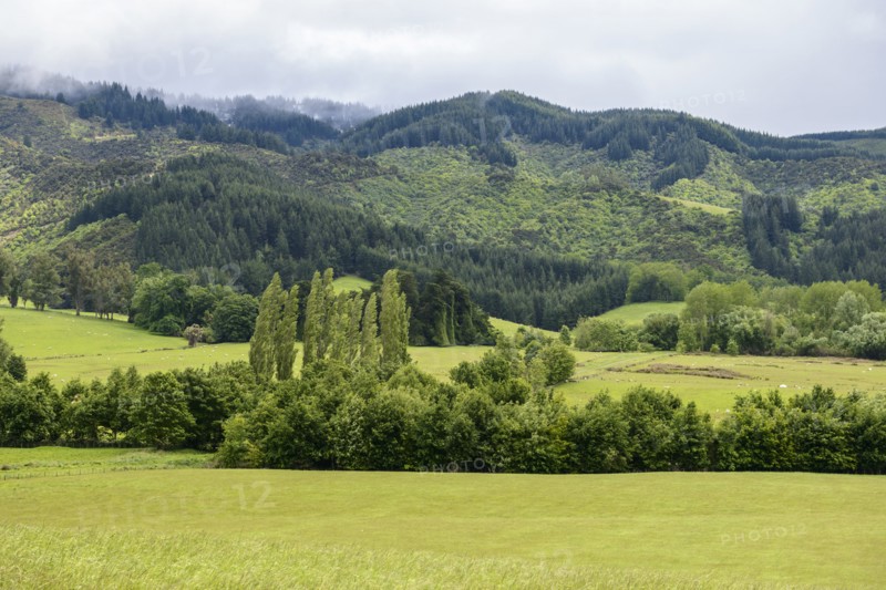 Green fields in Kakahu, New Zealand