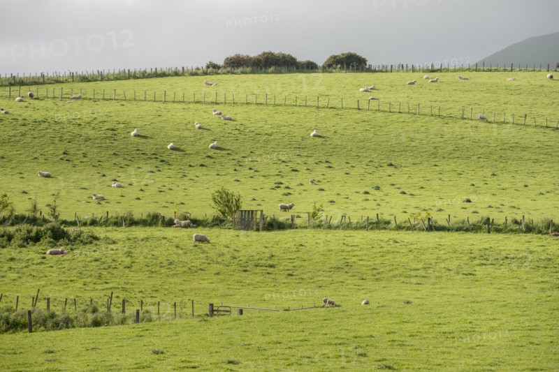 Sheep in field in Owaka, New Zealand