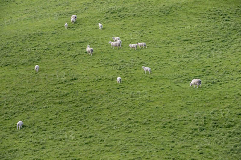 High angle view of sheep in field in Tarara, New Zealand