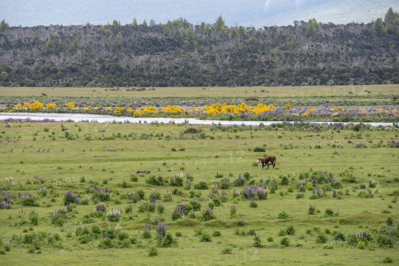 Cow in field by Eglinton River in Te Anau Downs, New Zealand