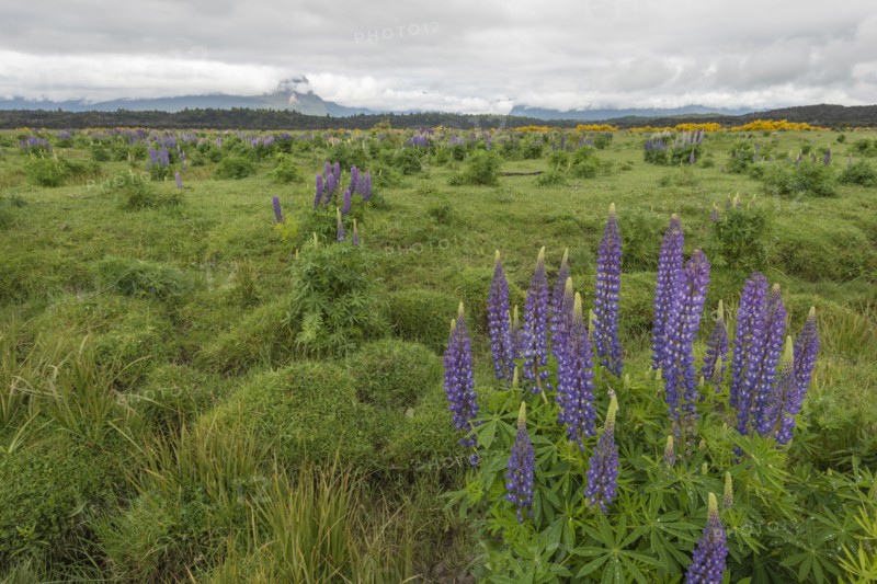 Purple lupins in field on Te Anau Downs, New Zealand