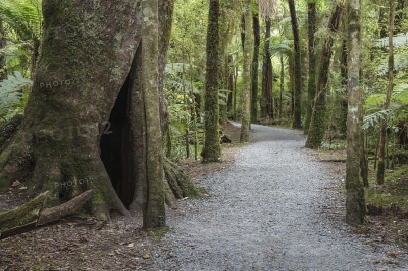 Trail through forest in Mount Aspiring National Park, New Zealand
