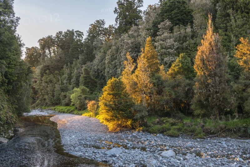 River by an autumn forest near Fox Glacier, New Zealand
