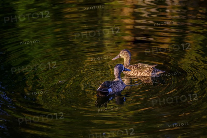 Ducks swimming on river