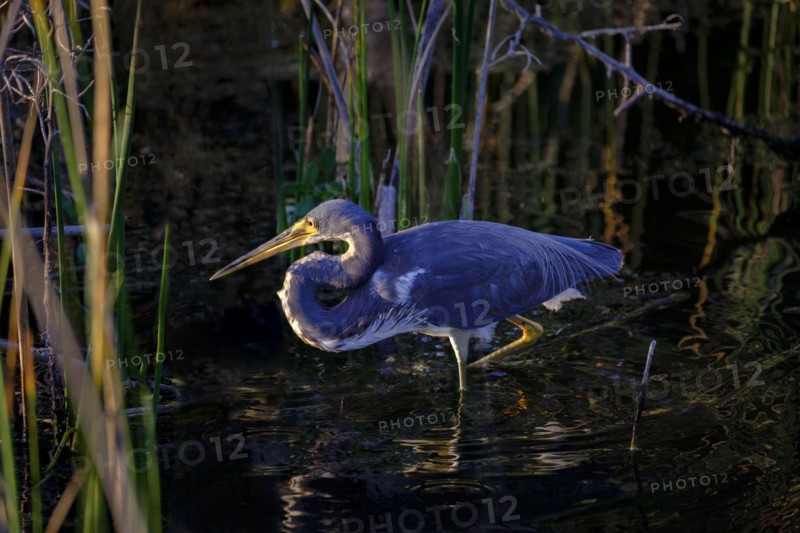 Tricolored heron wading in river